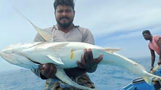 ராட்சத பாரை மீன் / Giant trevally fish | Tamil | Ungal meenavan