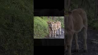 Brown Swiss Calf # brown swiss calves