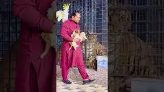 Lioness want to attack on cockatoo parrot (mian saqib)