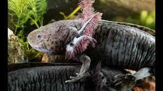 Are Axolotls Fully Aquatic? Exploring the Unique Lifestyle of Mexican Walking Fish