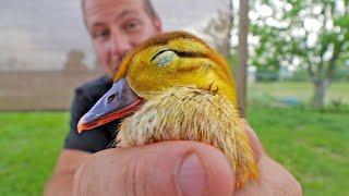 The duckling whisperer (or atleast trying to be)