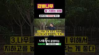 봄꽃 끝판왕 겹벚나무! 돈되는 나무 만드는 방법 3가지 공개!  ( 벚나무, 벚나무 키우는 방법, 벚나무 조경, 봄 꽃나무, 조경수 추천, 정원수 추천, 에버그린농원 )