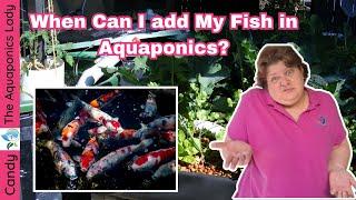 When Can I add My Fish for Aquaponics? |  Is My Aquaponics System Fully Cycled?