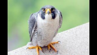 CRASH~!!!! Worlds fastest bird crash lands on  building site