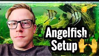 Tips on Angelfish Tank Setup & Size