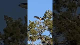 red tail hawk babies leave nest! #birds #birdwatching #hawksnest #update #beinspired #nature