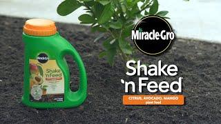 How to Use Miracle-Gro® Shake 'n Feed® Citrus, Avocado, Mango Plant Food