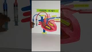 Human heart working model #science #project