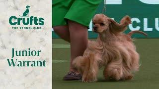 Junior Warrant Competition Final | Crufts 2024