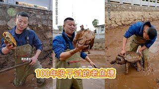 【直播】20000塊包下一個100年沒幹過的老魚塘，沒想裡面有白斤鱷龜 【在养殖场安全，请大家不要模仿】