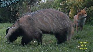 Rare daytime film of a Badger and fox eating together 