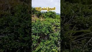 This mini forest made naturally | natural mini forest |#shorts