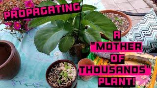 Propagating Mother of Thousands - Kalanchoe Daigremontiana - Mexican Hat Plant!