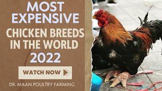 Top 17 Most Expensive Chicken Breeds In the World 2022