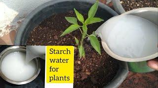 Benefits of starch water for all types of plants..!! The rice water.. does it has NPK?(ENGLISH)