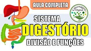 Sistema Digestório - Divisões anatômicas e órgãos digestivos - Anatomia Humana