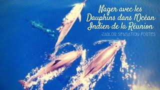 Nager avec les Dauphins dans l'Océan Indien de la Réunion