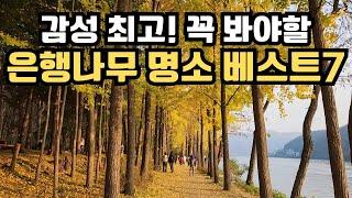 꼭 가봐야할 은행나무 명소 베스트7/용문사/남이섬/정부과천청사/괴산문광저수지/덕수궁/창덕궁/경복궁/Ginkgo tree/Koreabeautifulplaces