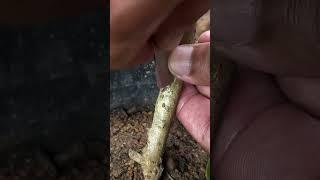 Bangkok Mulberry Fruit Budding EP140 #satisfying #fruitgrafting #graftingtechniques