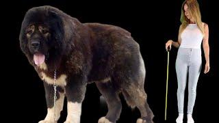 Top 10 TALLEST DOGS in the WORLD / Measured & Compared/ Tibetan Mastiff, Caucasian Shepherd, Alabai