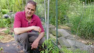 Tips For Growing Tomatoes