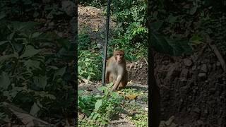 #monkeyvideo #monkey #shorts #theindotraveller #viral