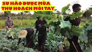 Vỡ Òa Niềm Vui Cả Trang Trại Hạnh Phúc Thu hoạch su hào || Tony phong cuộc sống Châu Phi
