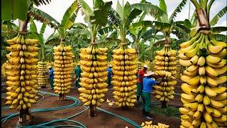 Unbelievable Bananas Process: Million Tons of Bananas Harvested and Processed!