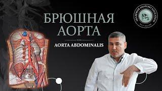 Брюшная аорта. Чревный ствол / Celiac trunk