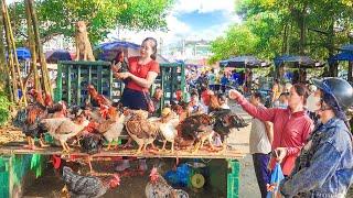 Harvesting Many Chickens And Use Truck To Transport Chickens Go To Countryside Market Sell | New