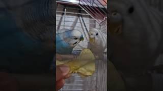 Bence gonca kadar guzel oynadilar #goncavuslateri #budgies #muhabbetkuşu #trend #viralvideo