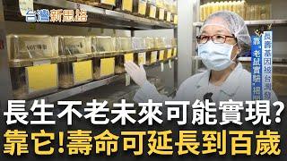 長壽基因被台灣發現! 台灣醫療基因突破 靠"老鼠實驗"揭開謎團 阿茲海默症.失智症的曙光! 直擊台灣第一座腦庫 地下室研究往生者大腦｜主播 苑曉琬｜【台灣新思路】20240930｜三立iNEWS