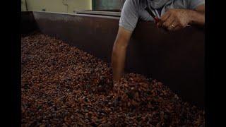 Cacao Lab Origins - Episode 4: Understanding Mass Processing of Cacao