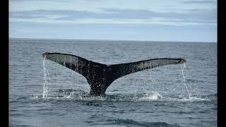 Whale watching at Húsavík