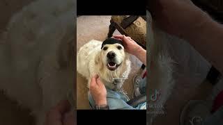Aria having her bark mitzvah  #keithandrewnetwork #dog ￼