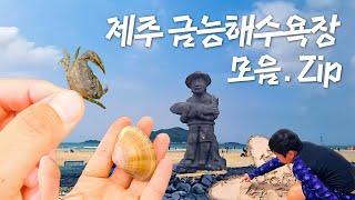 제주 금능해변에서 맨손 고기잡이 하고 갱이(게)도 잡고 다 해버려~  | JEC