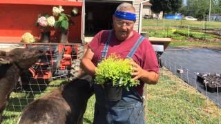 Rheingold Arborvitae, growing, selling and propagating by rooting cuttings.