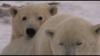 Polar Bears and Melting Sea Ice Don't Add Up