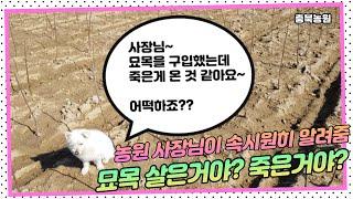 묘목이 산거야? 죽은거야? 농원 사장님이 알려주는 묘목 감별법!!