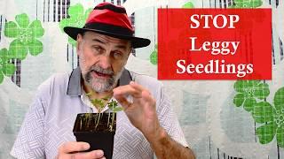 Stop Leggy Seedlings - 4 Tricks You Should Know