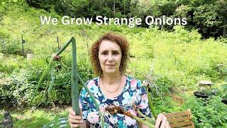 Onions Are Important in Appalachia: Food, Medicinal, & Language (Our Favorite Multiplying Onions)