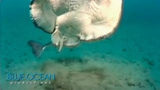 Electric Ray Attack!