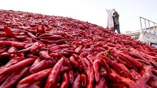 How Tons of Red Chili Pepper Harvesting by Machine - Paprika Chili Powder Processing in Factory