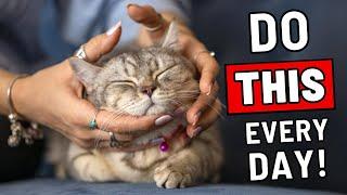 8 Simple Things That Will Transform Your Cat's Life