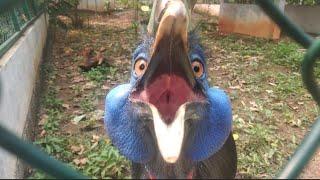 Cassowary Scary Sounds |  See Finally