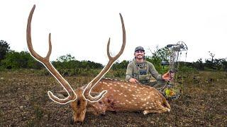 RANCH RECORD! SPOT & STALK Low Fence TEXAS AXIS With The BOW