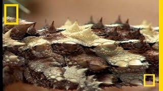 Thorny Devil | National Geographic