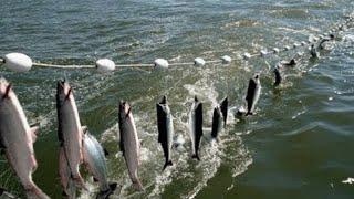 Everyone should watch this Fishermen's video - Amazing Automatic Net Fishing Line Catching Big Fish