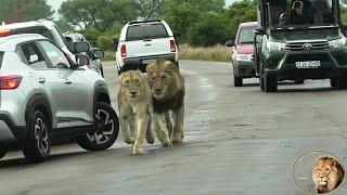 Male Lion Chases Lioness Through Traffic Down The Road