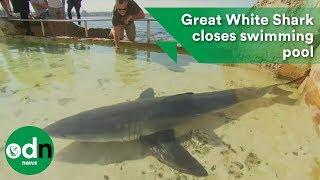 Great White Shark closes swimming pool